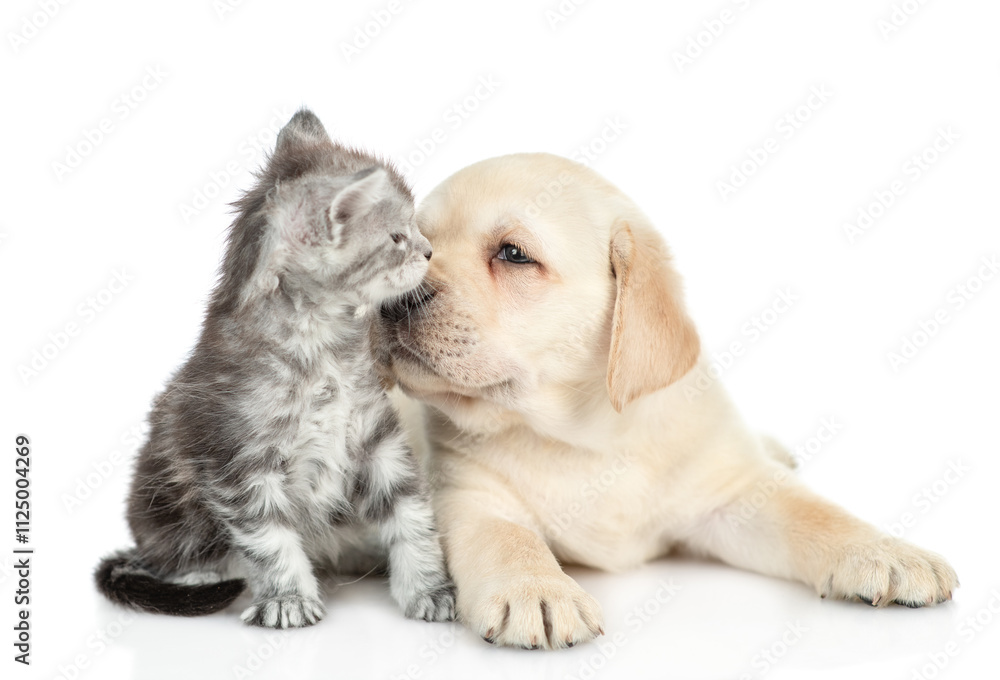 Poster golden retriever puppy sniffing tiny maine coon kitten. isolated on white background