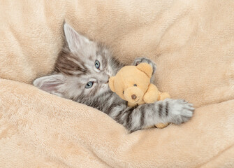 Cozy Maine coon kitten lying with favorite toy bear under warm plaid on a bed at home. Top down view