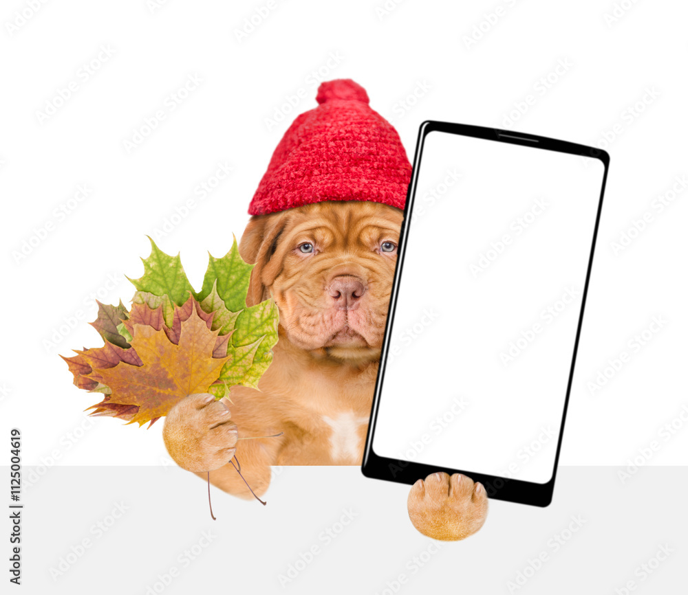 Poster sad mastiff puppy wearing warm hat holds dry leaves and big smartphone with white blank screen in it