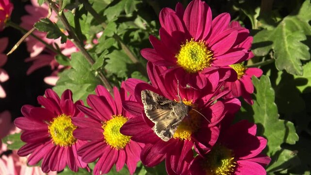 Noctuidae (Autographa gamma) in the flowers in  the autumn park