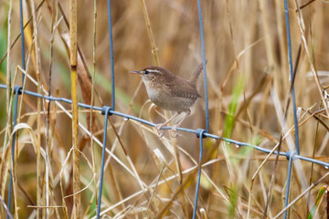Wren sitting on a fence near reeds