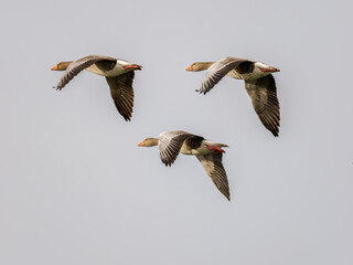 Greylag geese flying in formation
