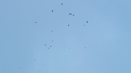 A Flock Of Birds Flies In The Sky. Big Flock Of Birds. Soaring Over Sky. Slow motion.