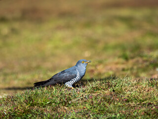 Common cuckoo (Cuculus canorus) on the ground