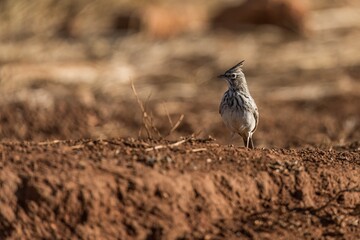 Crested Lark Standing on a Sunlit Ground
