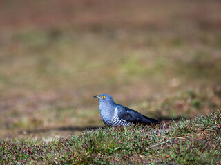 Common cuckoo (Cuculus canorus) on the ground