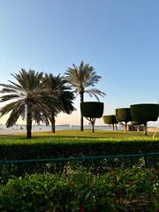 Outdoor area with clear blue sky. Hedge with red flowers, green lawn with neatly trimmed palm trees and square-canopy trees. Body of water with sandy beach in background, people near shore.