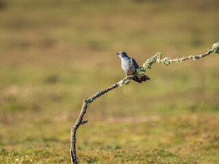 Common cuckoo (Cuculus canorus) perched on a branch