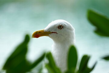 Portrait of beautiful seagull close macro details