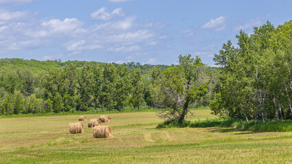 Hay bales in open field surrounded by woods in Saskatchewan, Canada