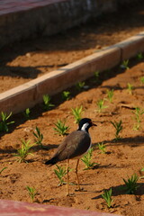 Red Wattled Lapwing, Lapwing,