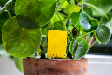 Fungus gnats captured on non-toxic sticky paper near Pilea peperomioides houseplant close up. Eco-friendly pest control around potted plants, often affected by gnats thriving in damp, overwatered soil
