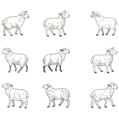 sheep vector art and illustration