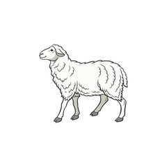 sheep vector art and illustration
