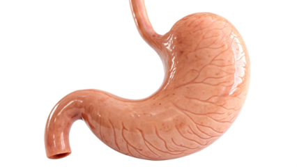 human stomach anatomy isolated on white