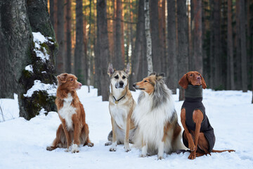 Three dogs of different breeds sit together in the snowy forest, creating a serene and harmonious scene. Their alert poses and the soft winter light add warmth to the tranquil environment.