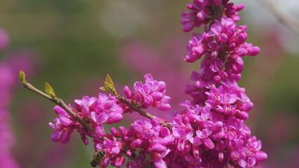 Love Tree. Bee Pollination Of Spring Blossoming Judas Tree. Flowering Plant Family Fabaceae. Close up.
