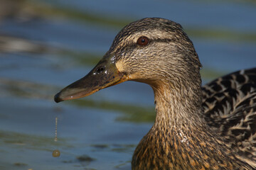 kaczka krzyżówka samica © Klaudia