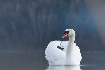 łabędź niemy © Klaudia