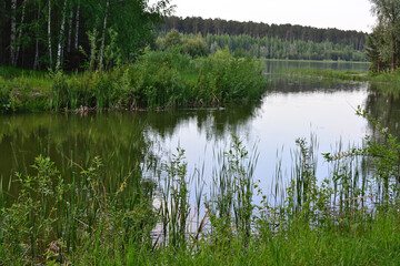 a pond with reeds and a forest in the background 