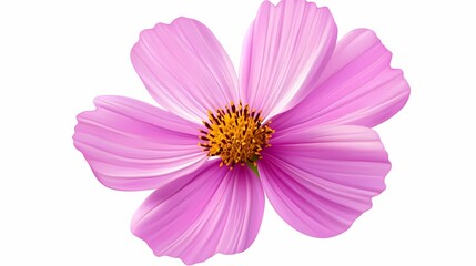 Obraz premium Delicate pink flower with vibrant yellow center, showcasing nature's beauty and elegance.