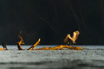 czapla i kormoran © Klaudia