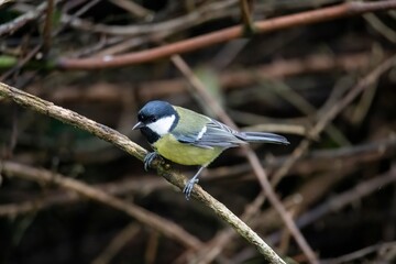 The Great Tit (Parus major).