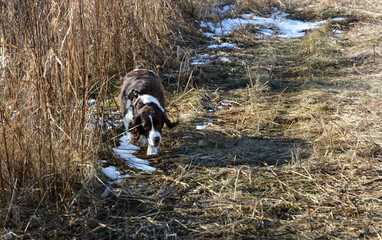Moxie, our adopted rescue ESS (abused). Thankful for being loved and learning her Springer Spaniel...