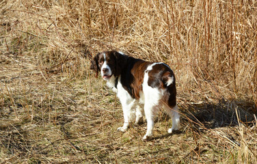 Moxie, our adopted rescue ESS (abused). Thankful for being loved and learning her Springer Spaniel...