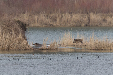Dziki wpław © Klaudia