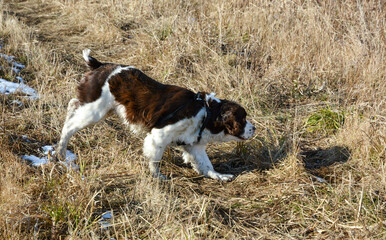Moxie, our adopted rescue ESS (abused). Thankful for being loved and learning her Springer Spaniel...