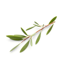 Obraz premium Olive Tree Twig with Fresh Green Leaves Isolated on White Background