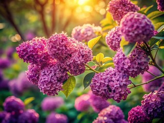 Close-Up of Vibrant Purple Blossoms with Sunlight Filtering Through Tree Branches in Vintage Style Photography Capturing Nature's Beauty and Serenity