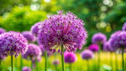 Closeup of Vibrant Purple Allium Violet Beauty Blossom in a Serene Public Garden Setting with Lush Greenery and Soft Natural Lighting for Nature Lovers and Garden Enthusiasts