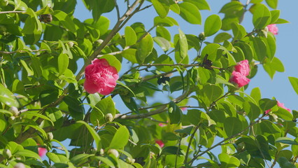 Camellia Is A Widely Planted Garden Flower. Usually Found Growing Up To An Altitude Of 800 Meters....