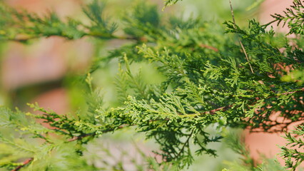 Green Thuja Hedge. Thuja Occidentalis Is An Evergreen Coniferous Tree. Shallow depth of field.