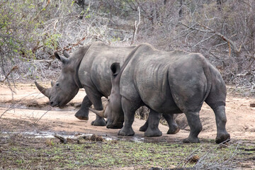 Obraz premium Two adult white rhinos, Ceratotherium simum, in Kruger National Park. A critically endangered species due to the poaching of the keratin horns.