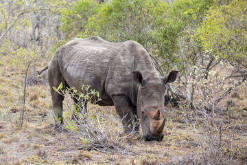 Fototapeta premium Closeup of an adult white rhino, Ceratotherium simum, in Kruger National Park. A critically endangered species due to the poaching of the keratin horns.