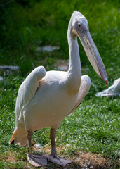 Great White Pelican (Pelecanus onocrotalus).