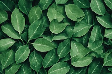 Obraz premium Green botanical plant leaves texture.