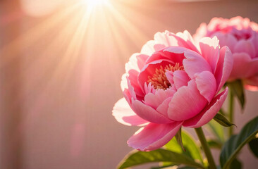 Fototapeta premium Pink Peonies Flowers on Light background with Copy Space.