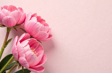 Pink Peonies Flowers on Light background with Copy Space.