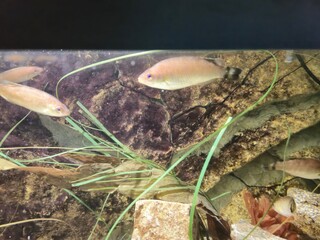 Fish Swimming in Aquatium Close View Background