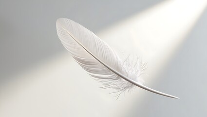 a feather in white background
