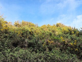 Deciduous Tree in a Meadow Under a Cloudy Sky