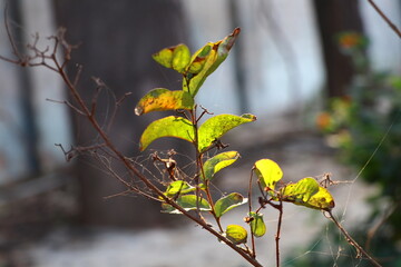 green and yellow leaves, leaves, mesh on leaves, autumn