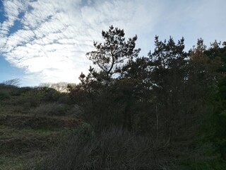 Cloudy Sky Over Grassland with Plants and Twigs