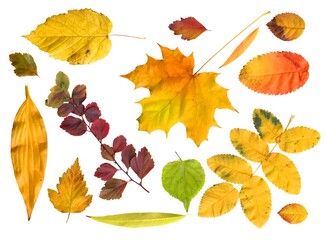 bright autumn leaves isolated on white