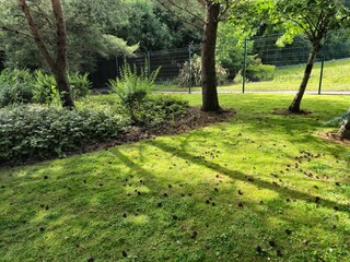 Green Tree in Natural Landscape with Vegetation and Grass