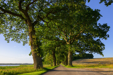 An oak avenue on a sunny morning